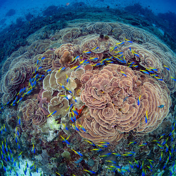 Unterwasserfotografie