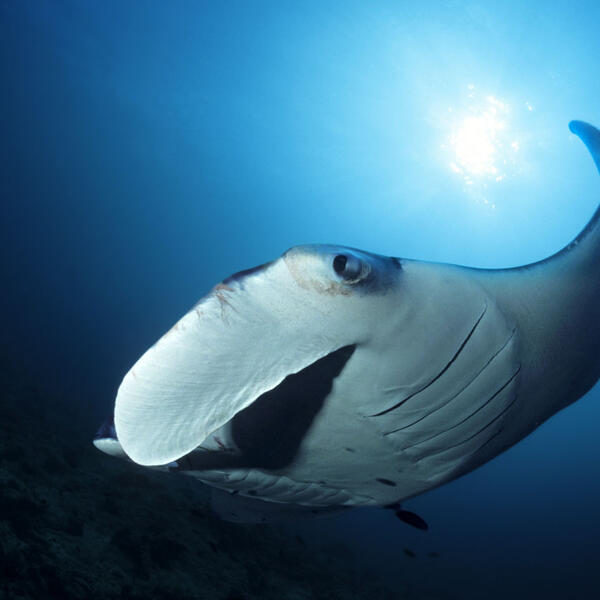 Manta im Gegenlicht